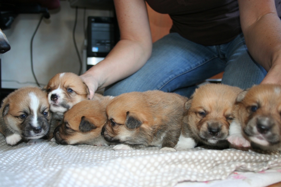 Puppies
